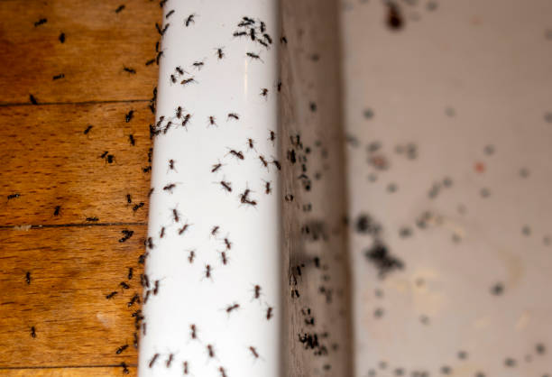 Best Termite Control Services  in Summerville, SC